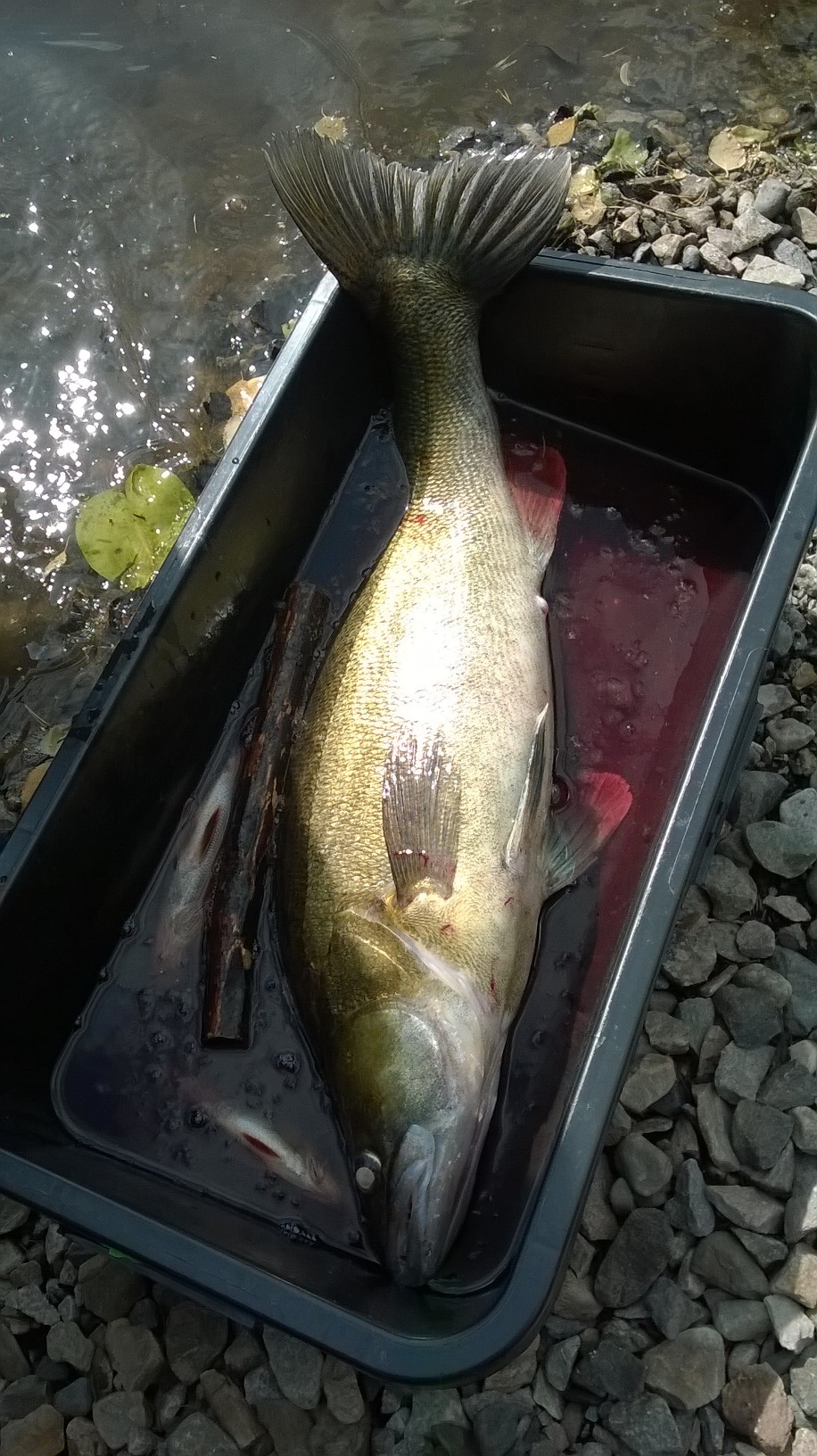 Jigikuha Paukkajalta